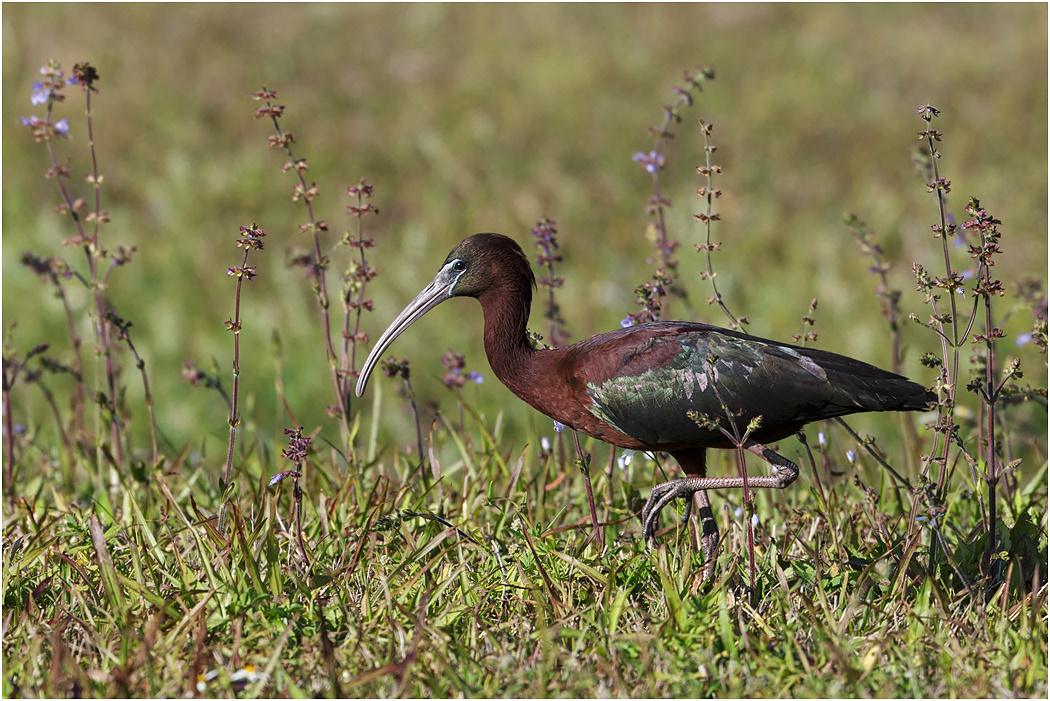 Glossy Ibis, Florida, USA
