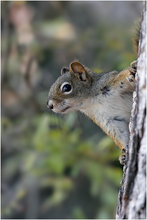 Eastern Grey Squirrel, Florida, USA