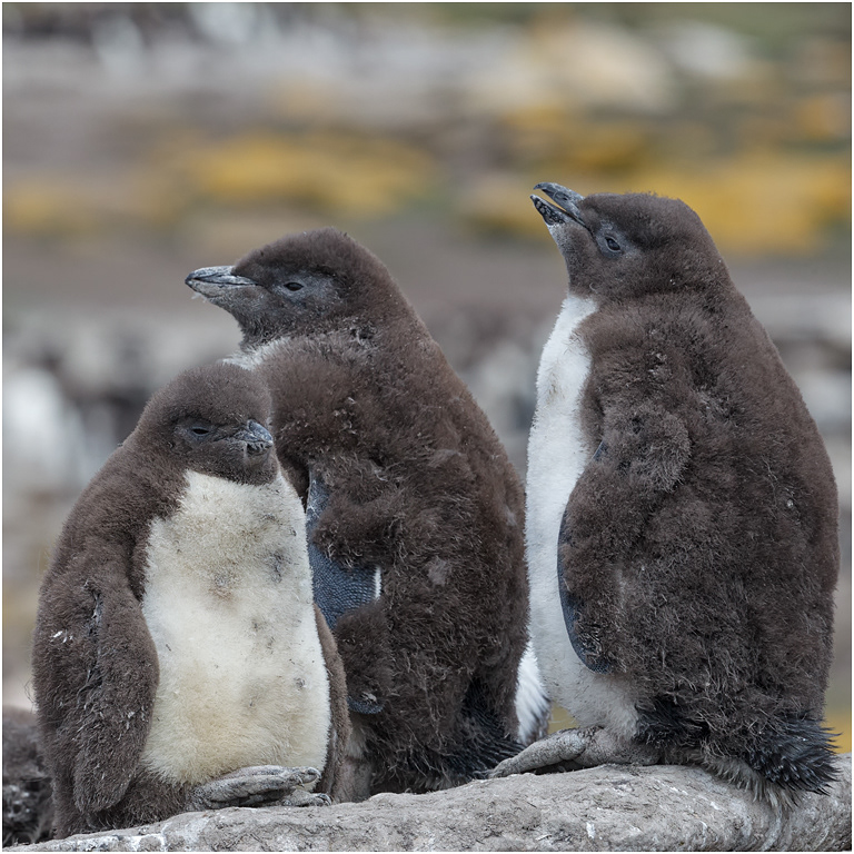 Rockhopper chicks