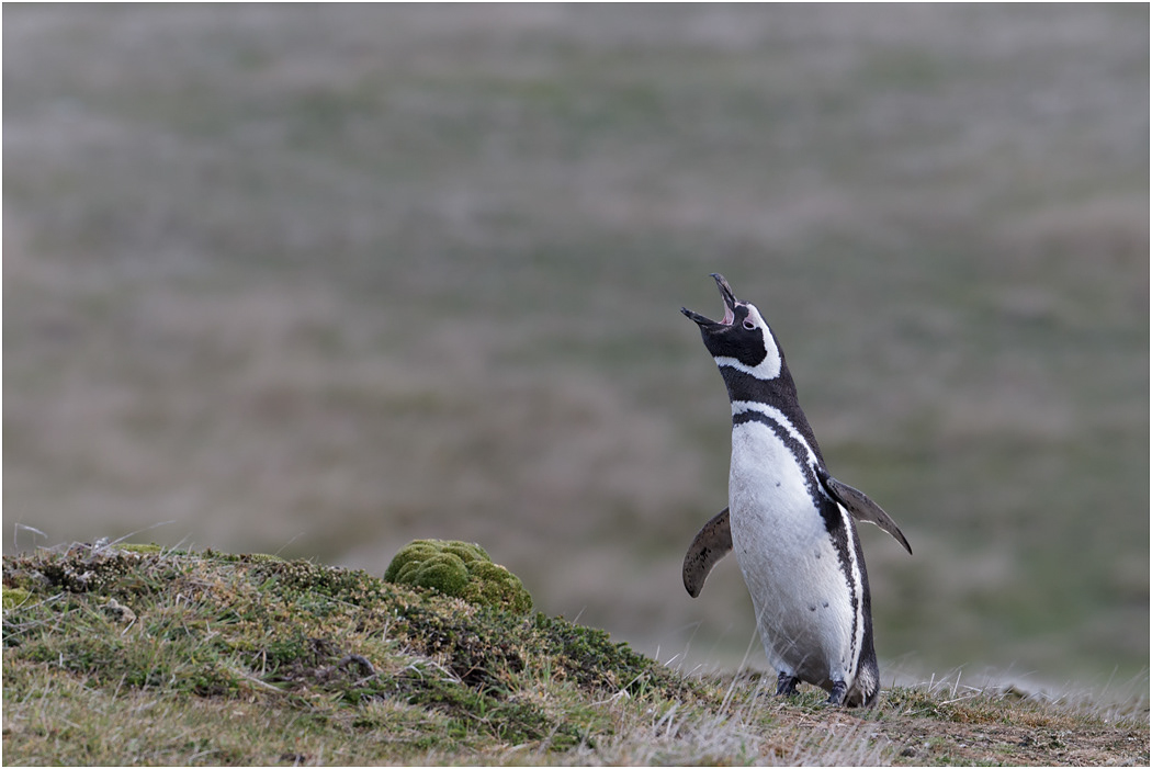 Magellanic Penguin calling