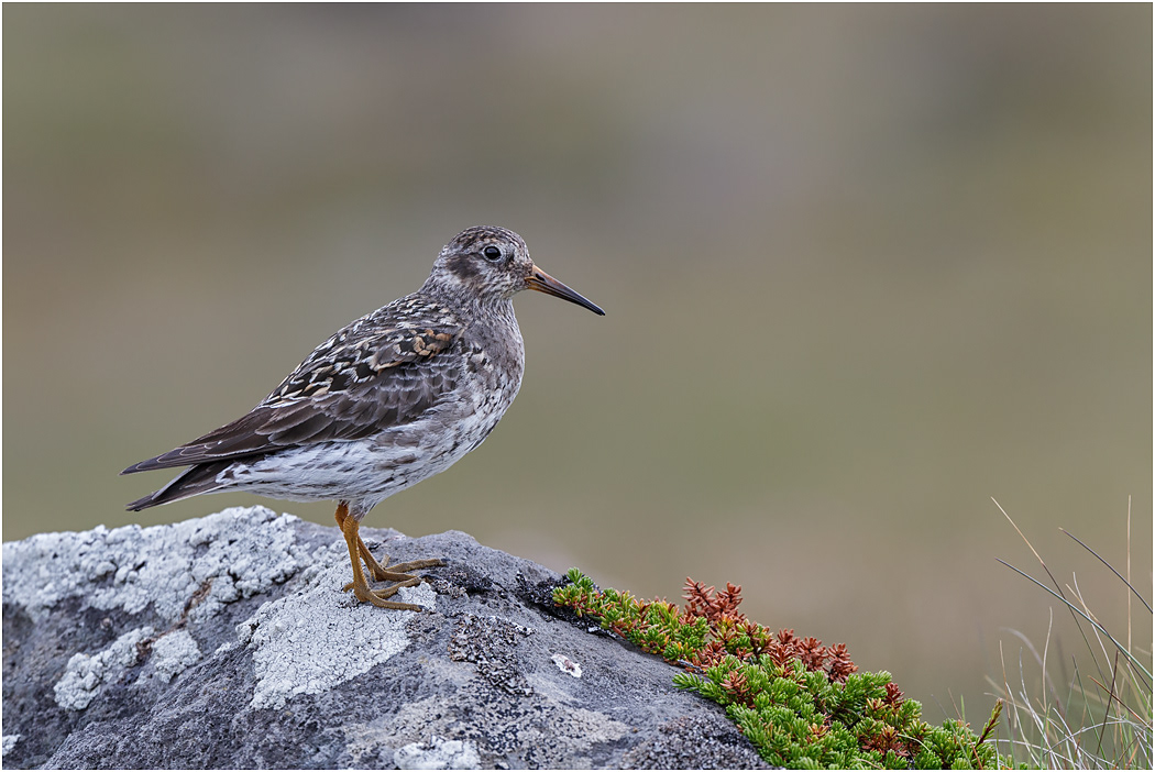 Purple Sandpiper, Summer, Iceland