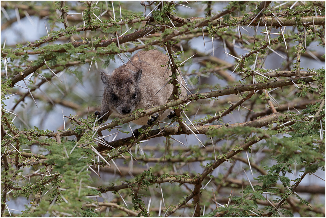 Tree Hyrax in Acacia Tree - Central Serengeti, Tanzania