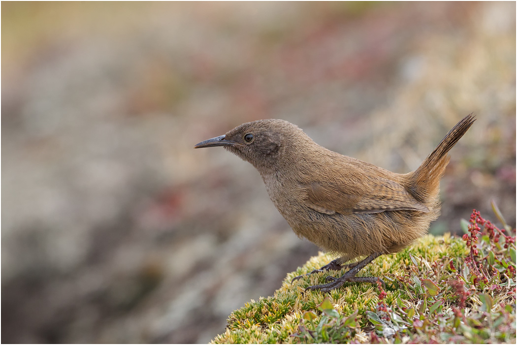 Cobb's Wren