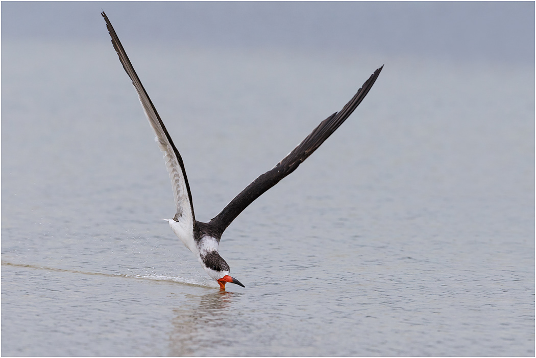 Black Skimmer, Florida, USA