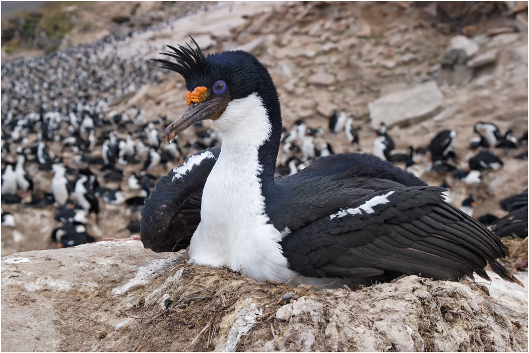 King Cormorant at nest