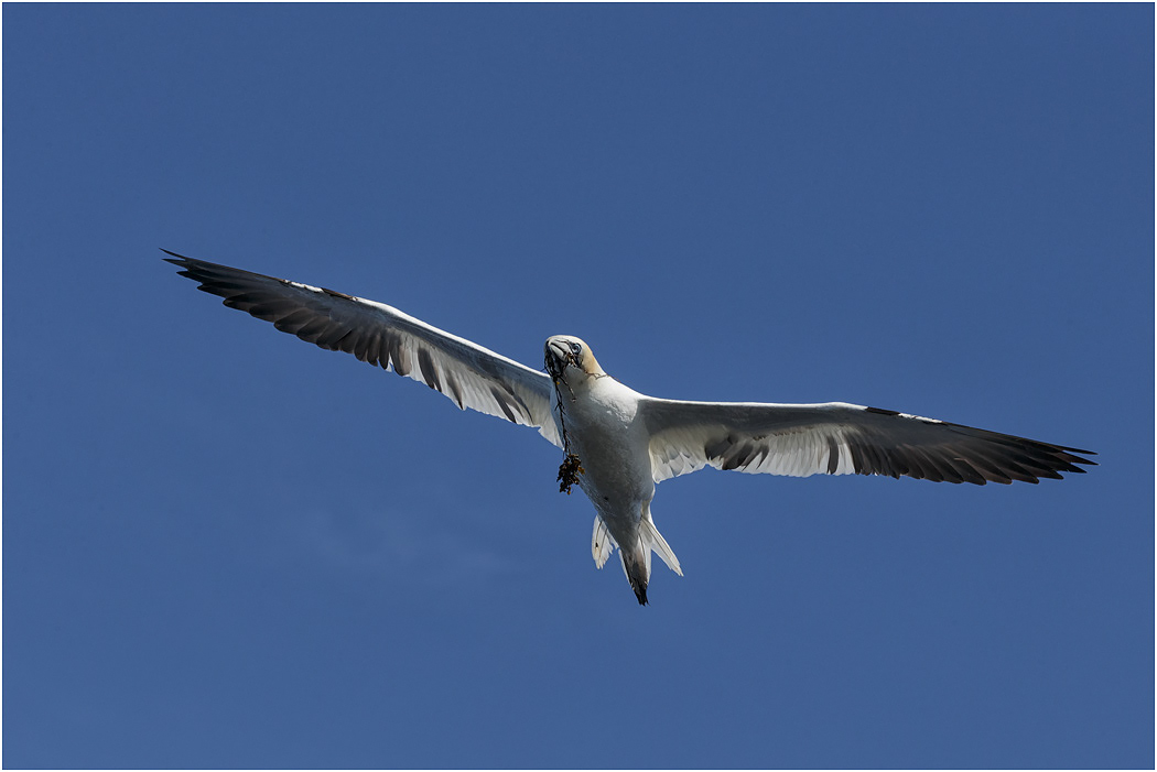 Northern Gannet in flight