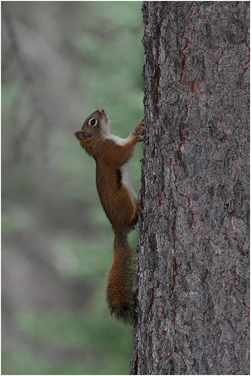 Red Squirrel, Alberta, Canada
