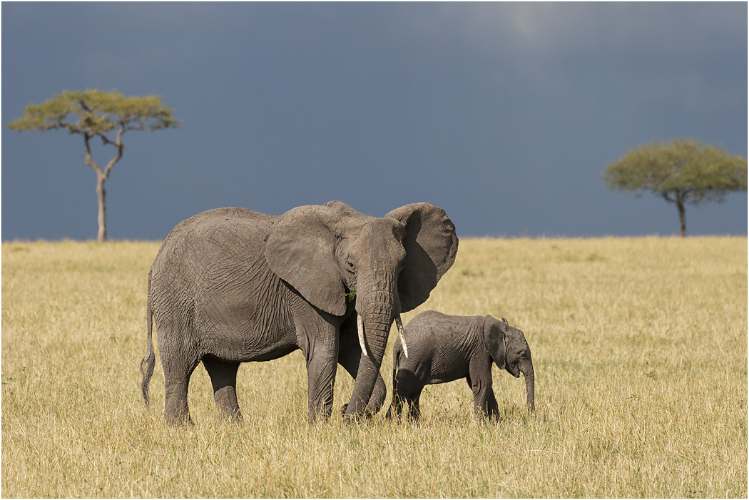 Elephant Mother and calf - Central Serengeti, Tanzania