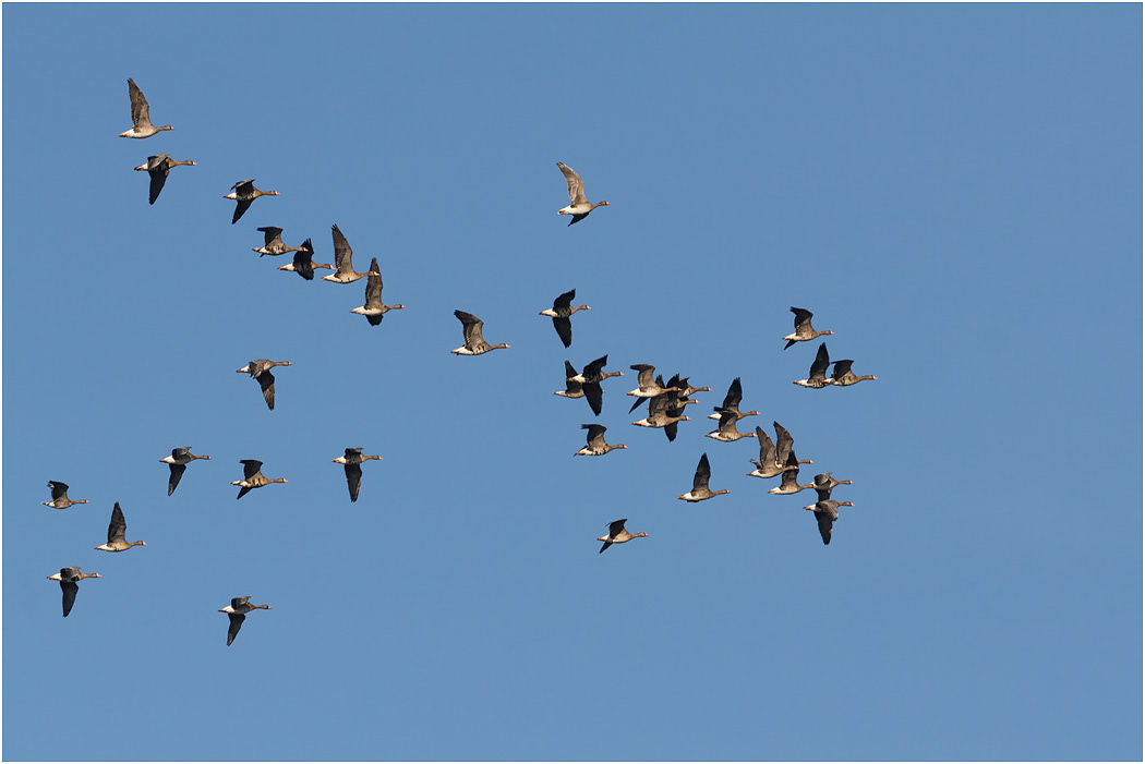White-fronted Geese in flight
