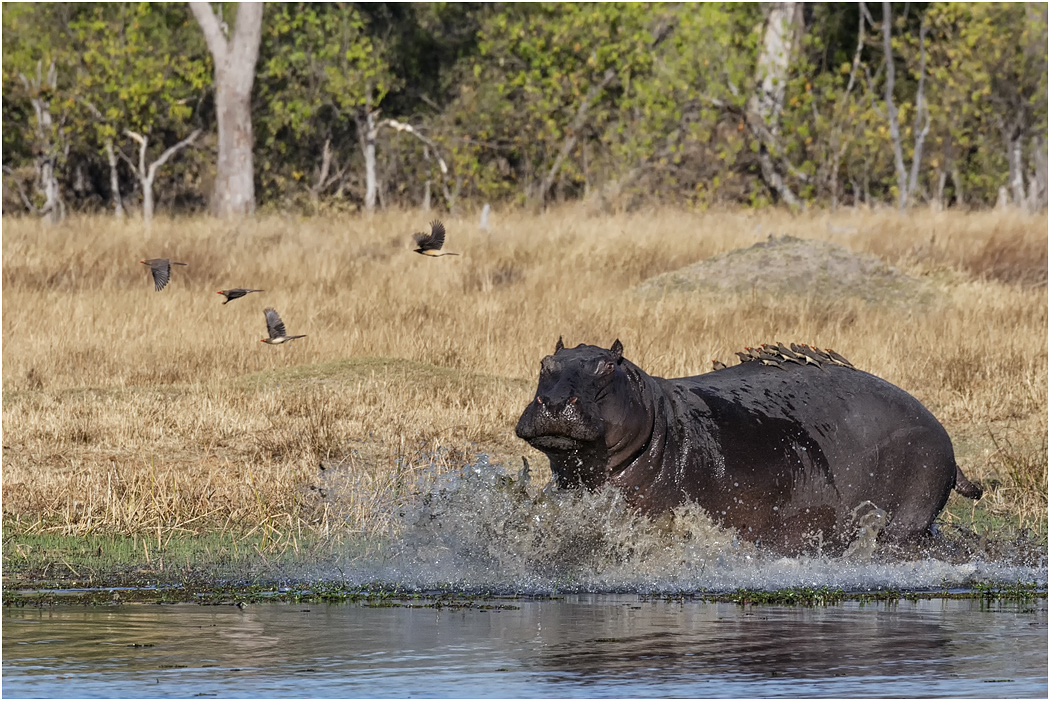 Hippo entering the river - Chobe River, Botswana