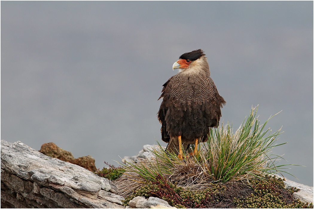 Crested Caracara