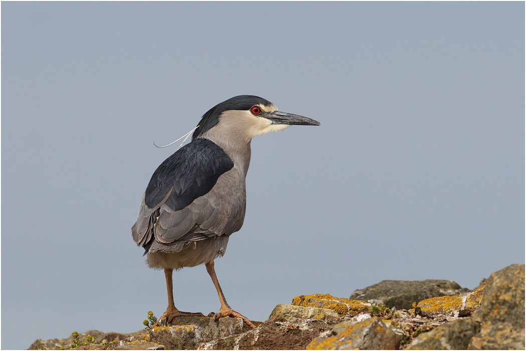 Black-crowned Night Heron
