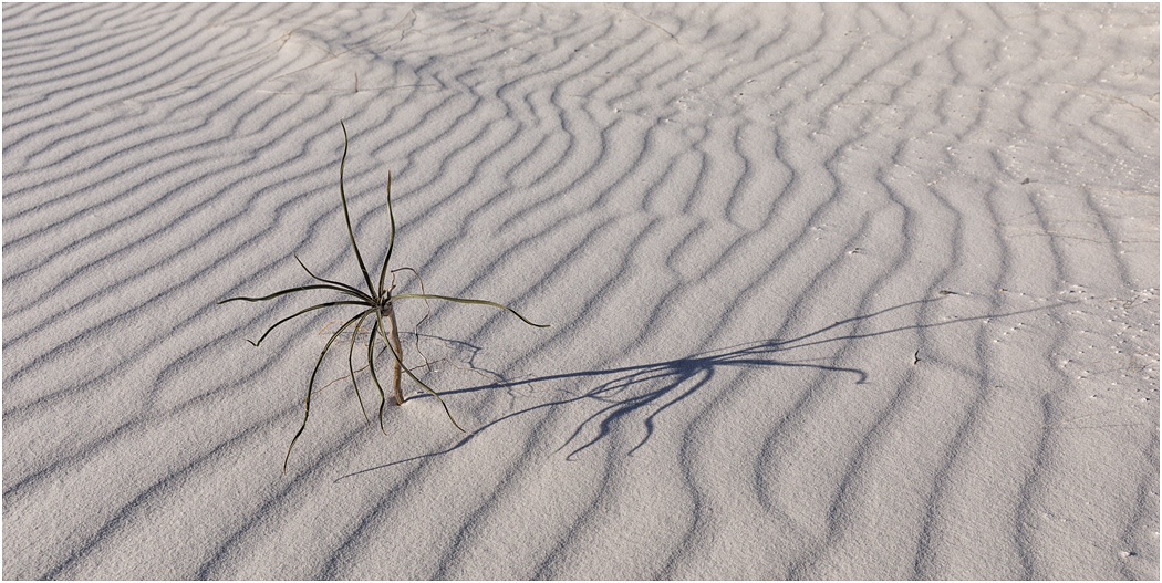Struggling to Survive, White Sands, NM