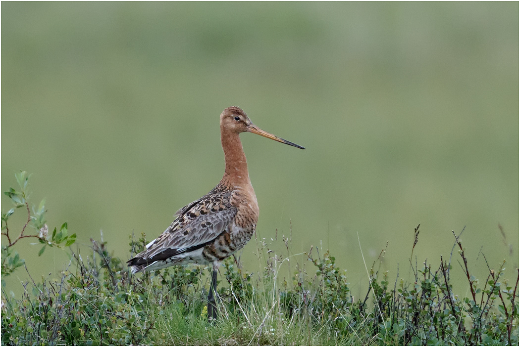 Black-tailed Godwit, Iceland