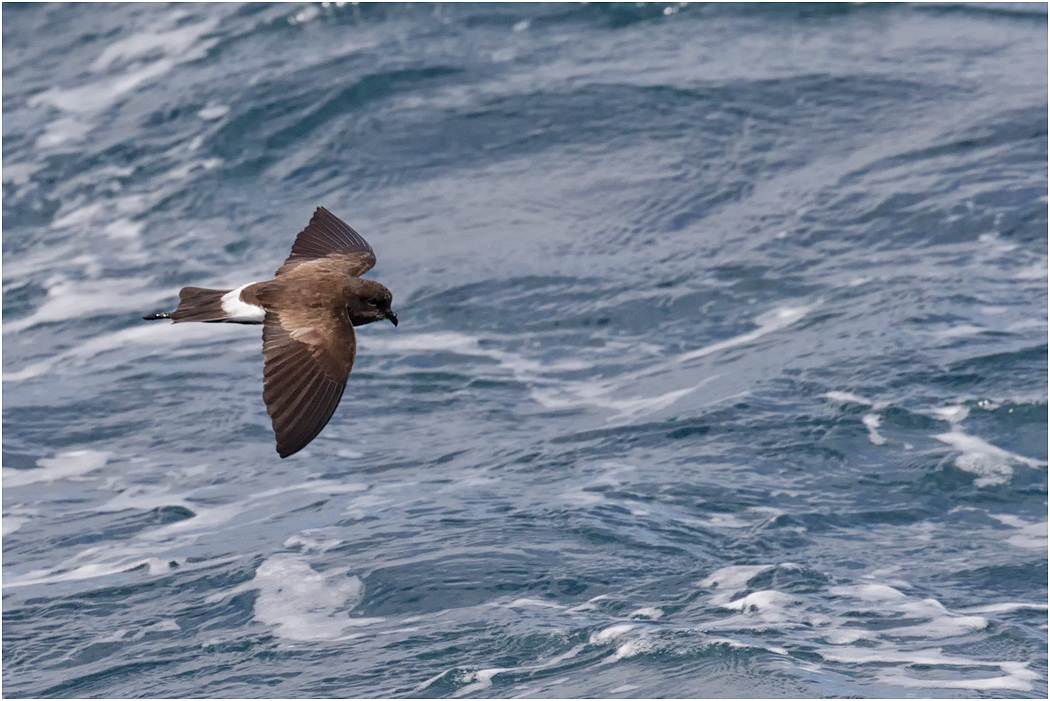 Elliot's Storm Petrel in flight