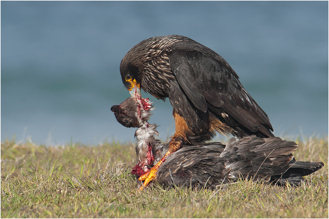 Striated Caracara pair with Skua prey