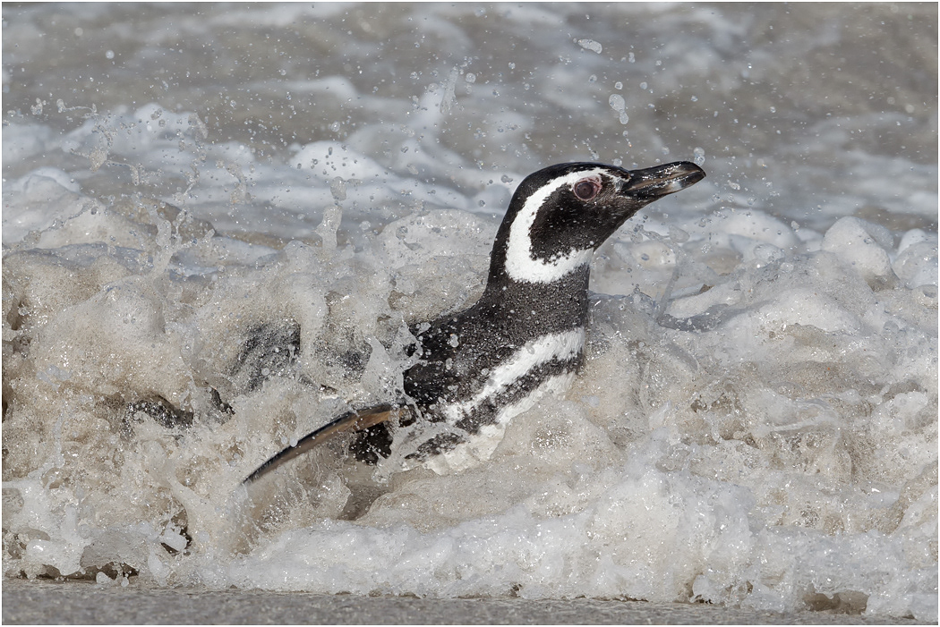 Magellanic Penguin in the surf