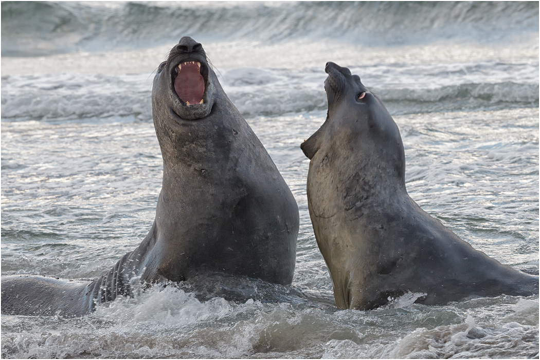 Southern Elephant Seals sparring