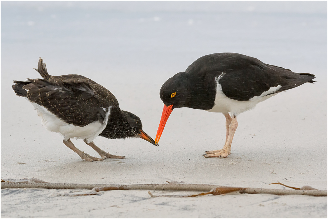 Magellanic Oystercatcher with young