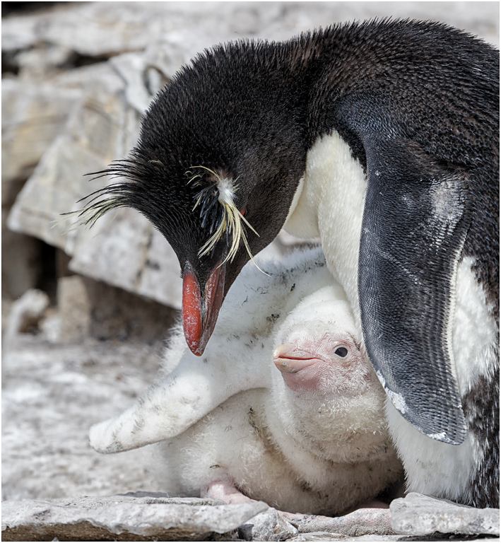 Rockhopper parent with rare all white chick