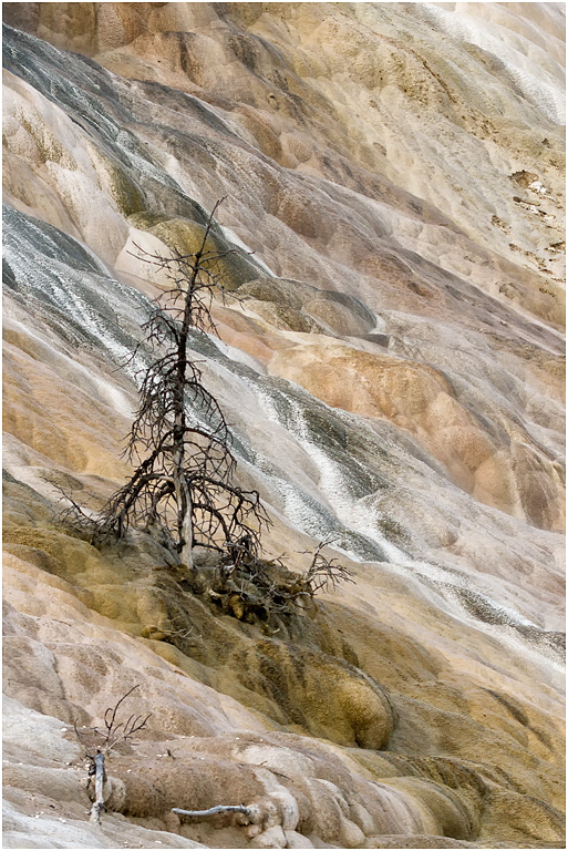 Lower Terrace, Mammoth, Yellowstone NP
