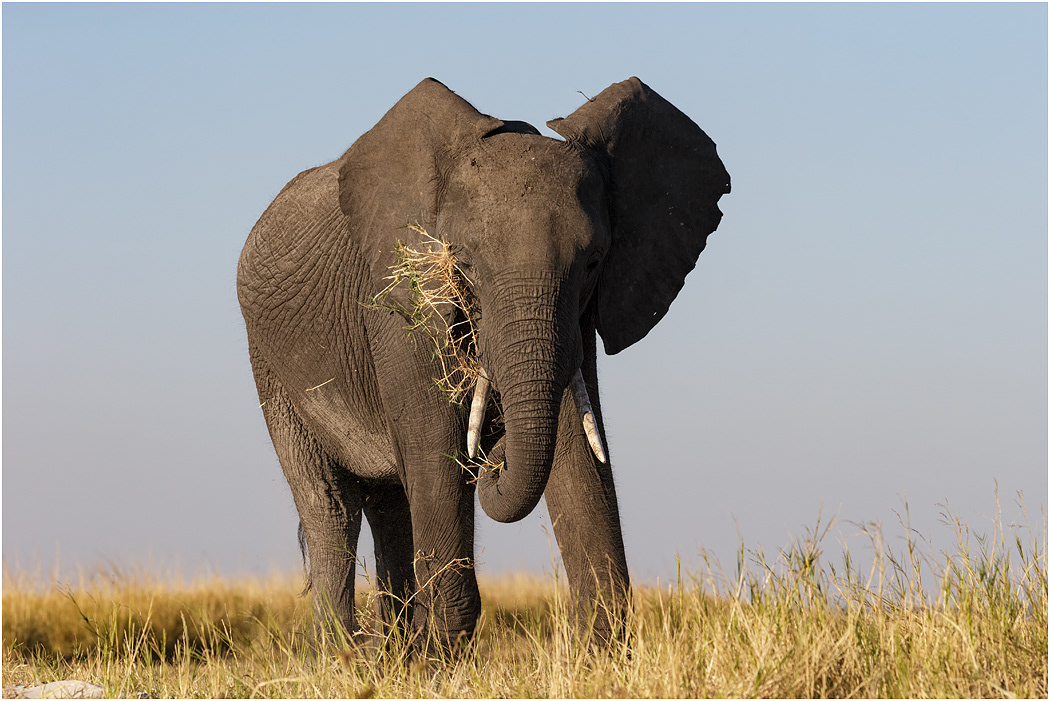 Elephant grazing - Chobe River, Botswana