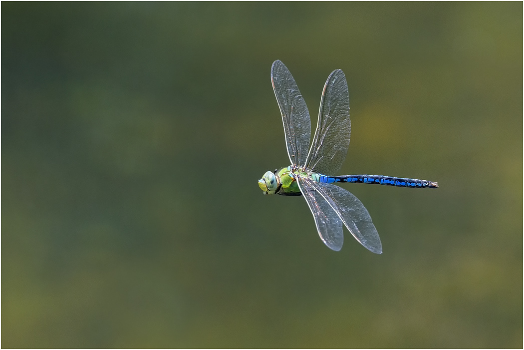 Emperor Dragonfly - male in flight