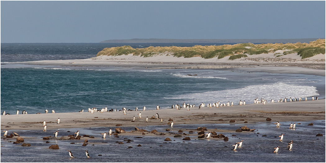 4 o'clock Beach, Sea Lion Island