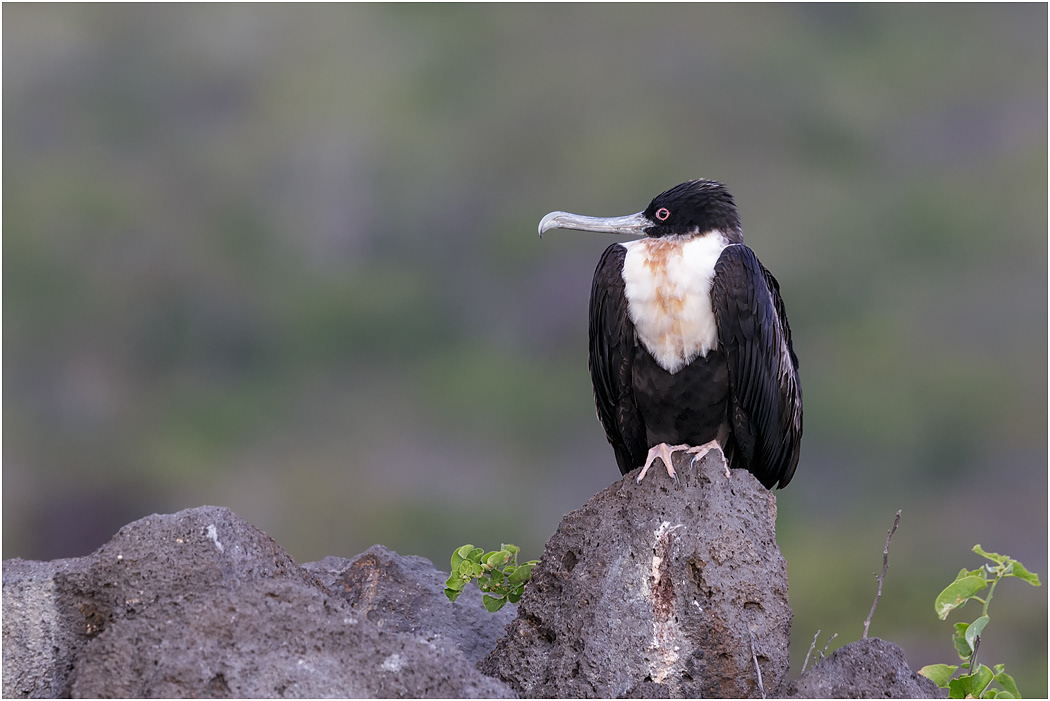Great Frigatebird female, Galapagos Islands