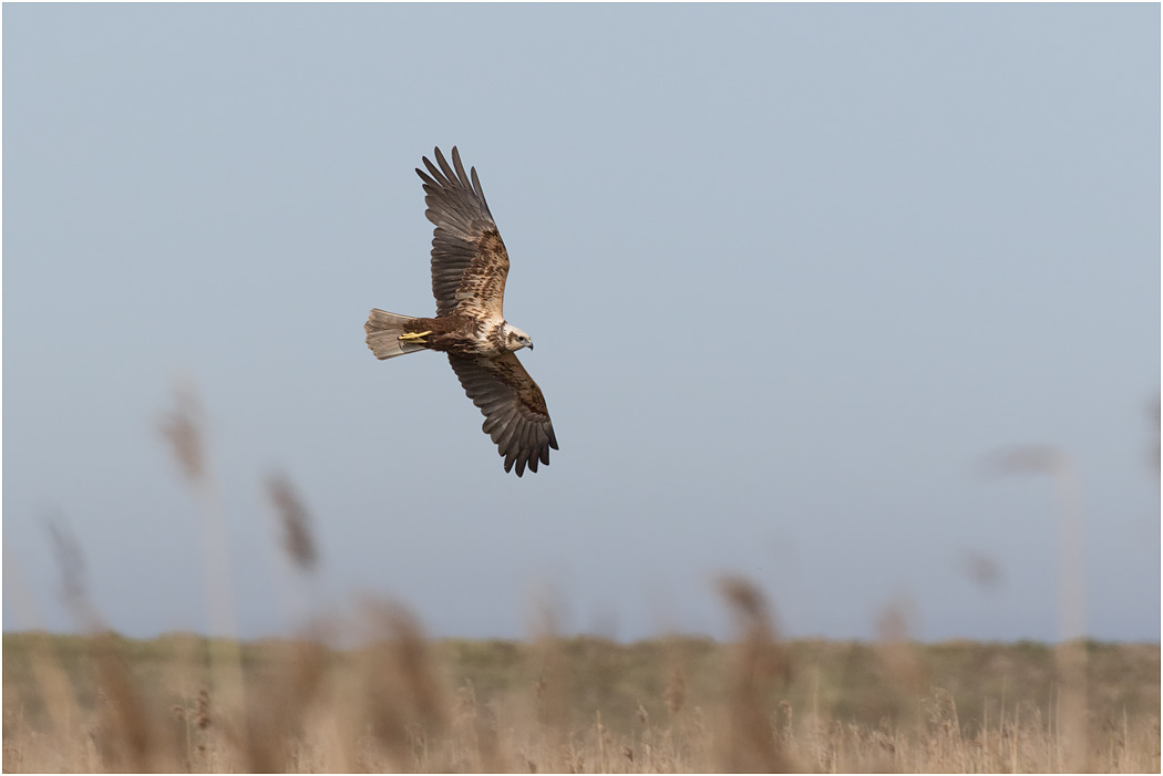 Marsh Harrier (female) flying over reedbeds