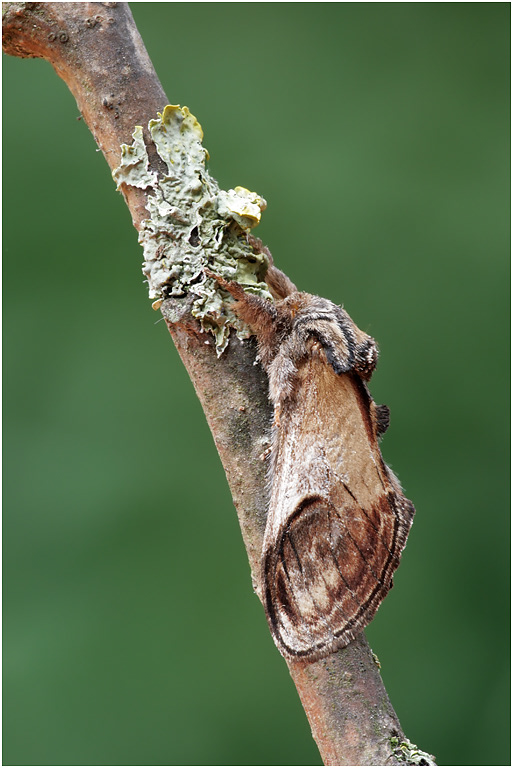 Pebble Prominent