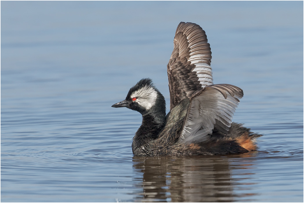 White-tufted Grebe