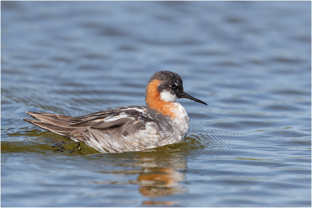 Red-necked Phalarope