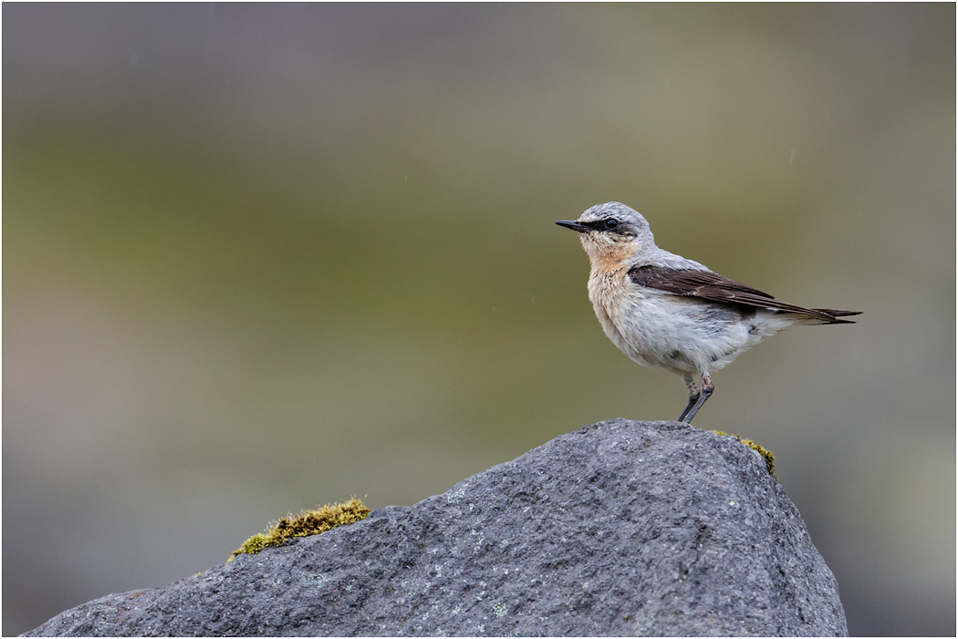 Northern Wheatear, Iceland