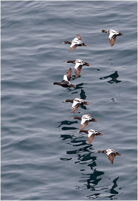 Flight of immature Eider - Iceland