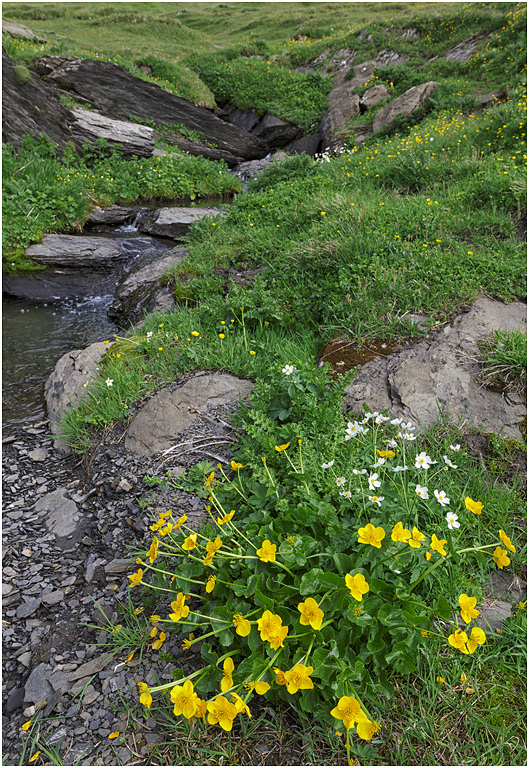 Marsh Marigolds & Alpine Buttercup