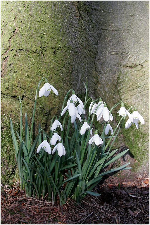 Snowdrops