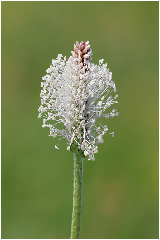 Hoary Plantain