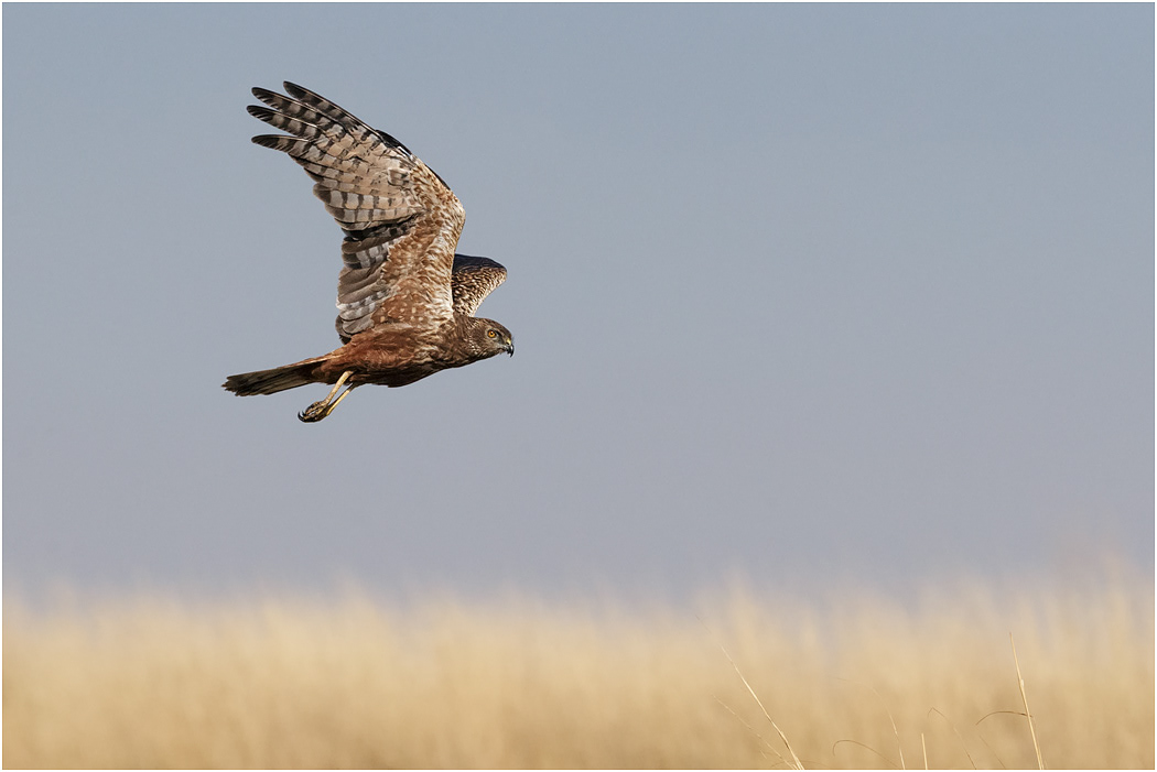 African Marsh Harrier in flight - Chobe River, Botswana