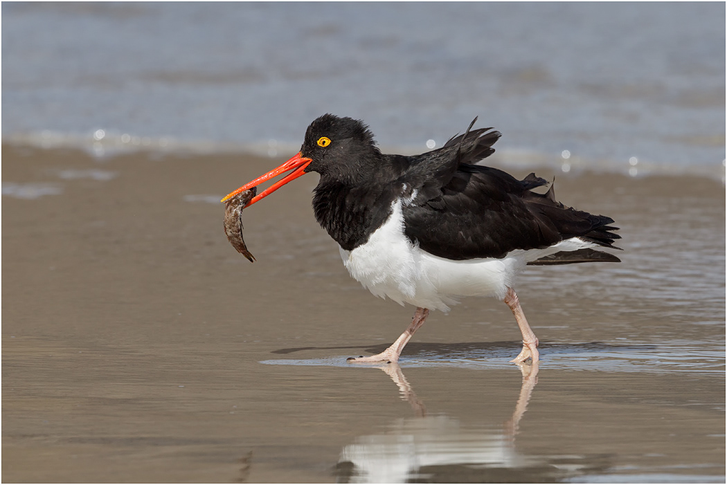Magellanic Oystercatcher with food