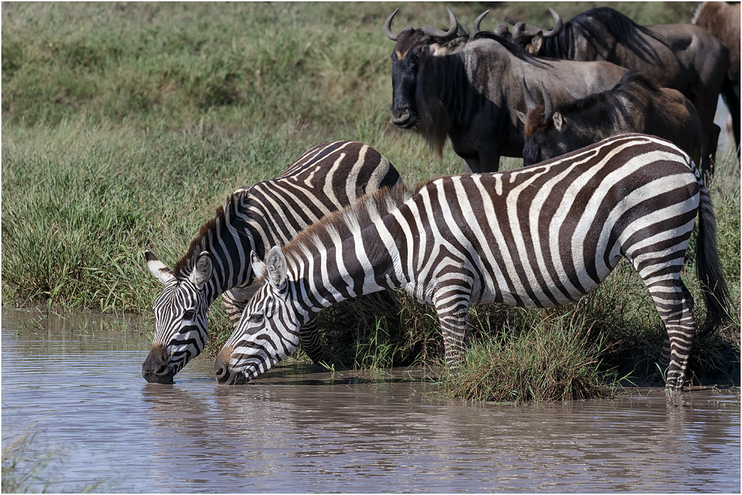 Zebra drinking - Serengeti, Tanzania