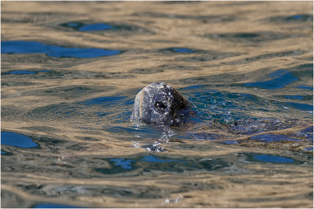 Galapagos Green Turtle surfacing
