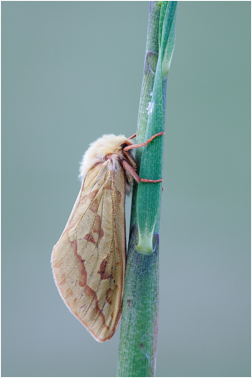GhostMoth - female