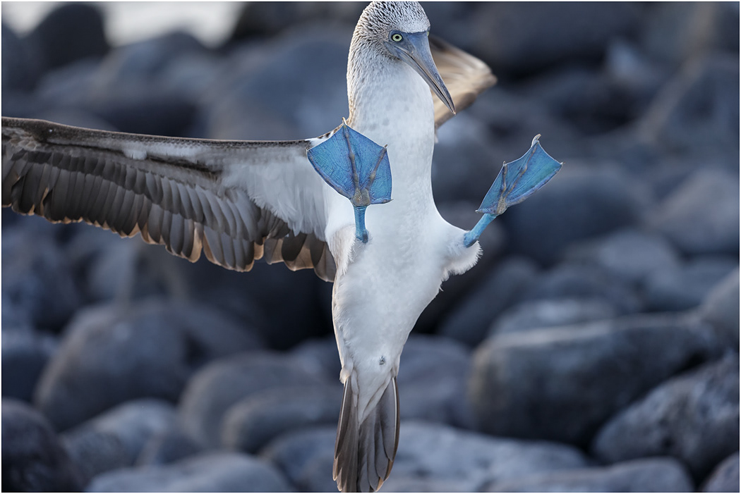 Blue-footed Booby coming in fast, Galapagos Islands