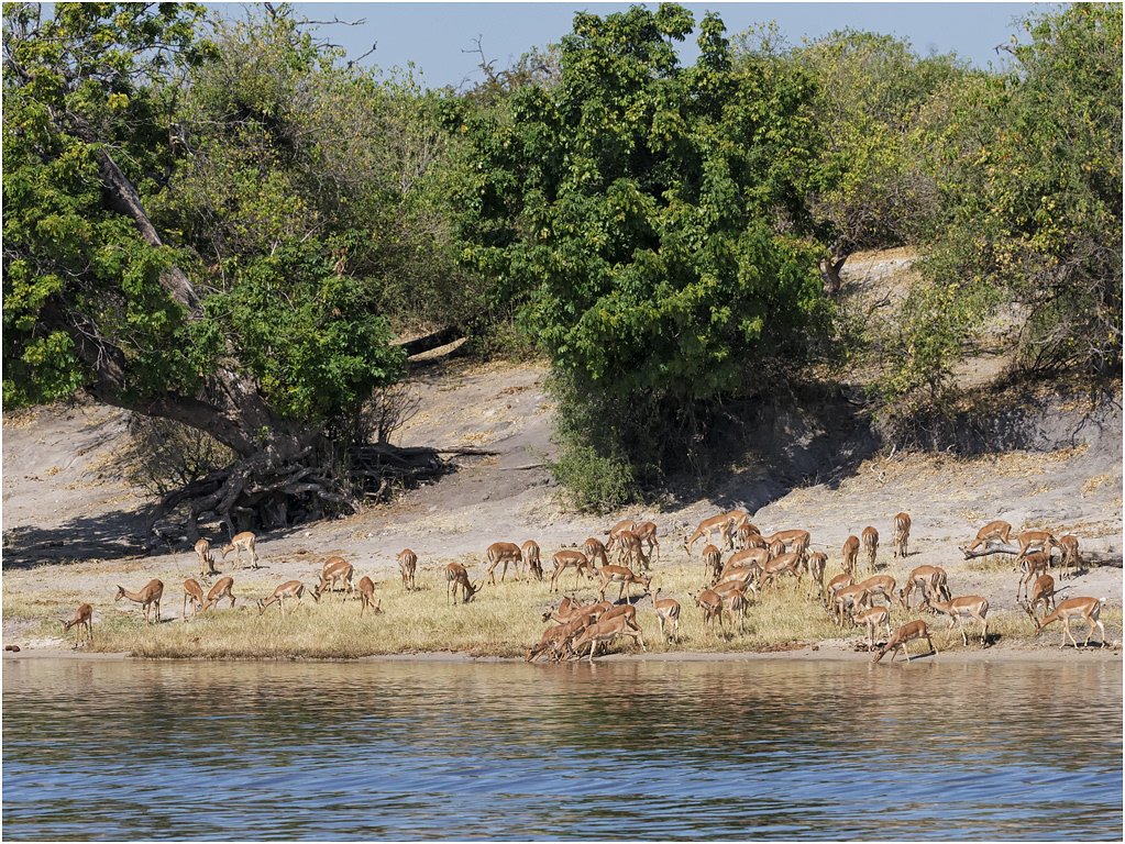 Impala herd at river - Chobe River, Botswana