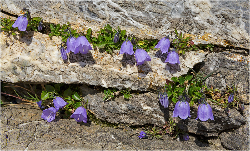 Fairy’s Thimble, Campanula cochlearifolia