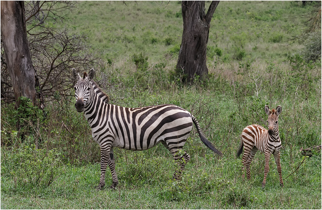 Zebra with young foal - Serengeti, Tanzania