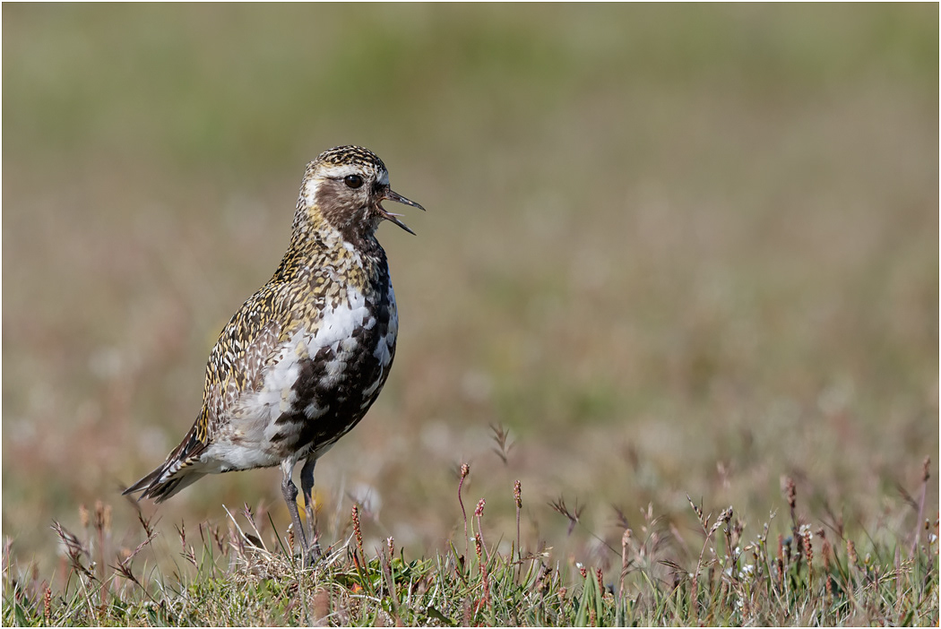 Golden Plover, male calling, Iceland