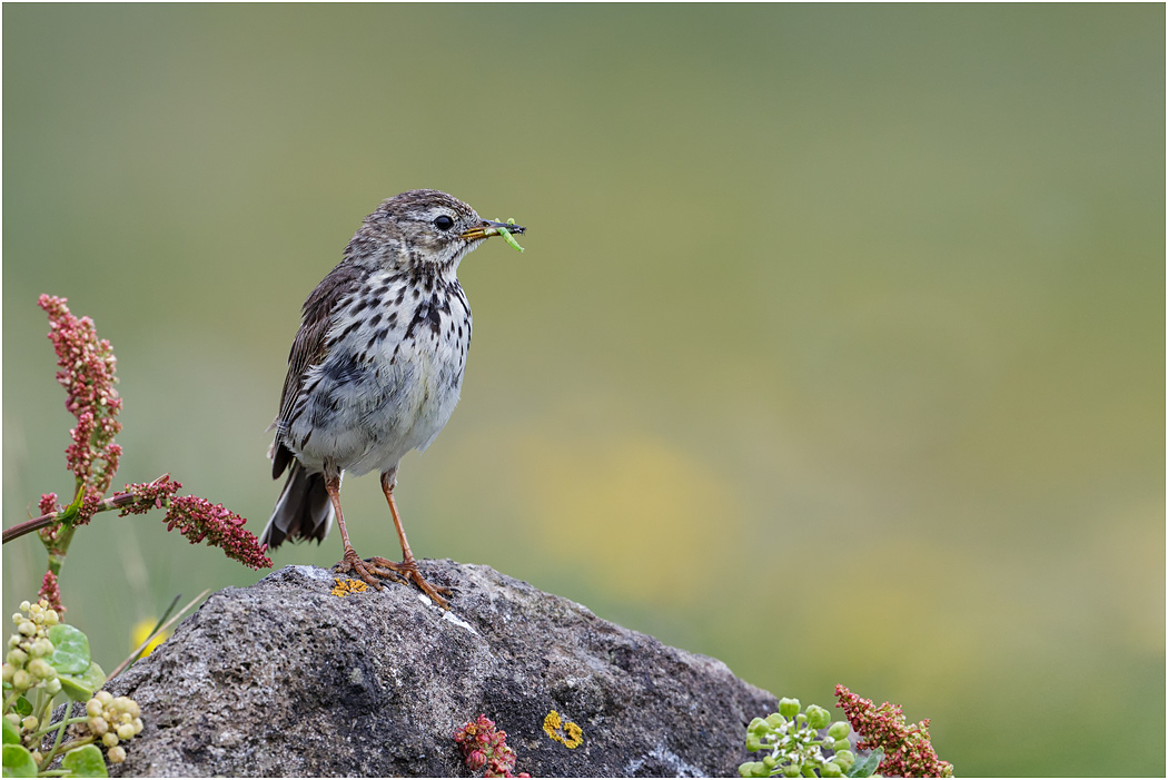 Meadow Pipit with larva