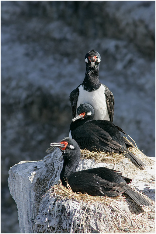 Rock Shag